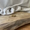 Molly Bague "Molly"